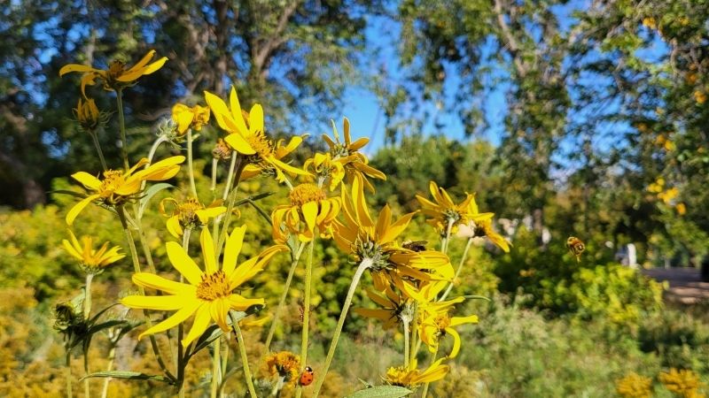 A bunch of yellow flowers.